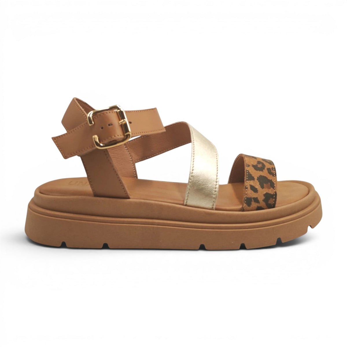 Una 701368 smeđi leopard pogled desno