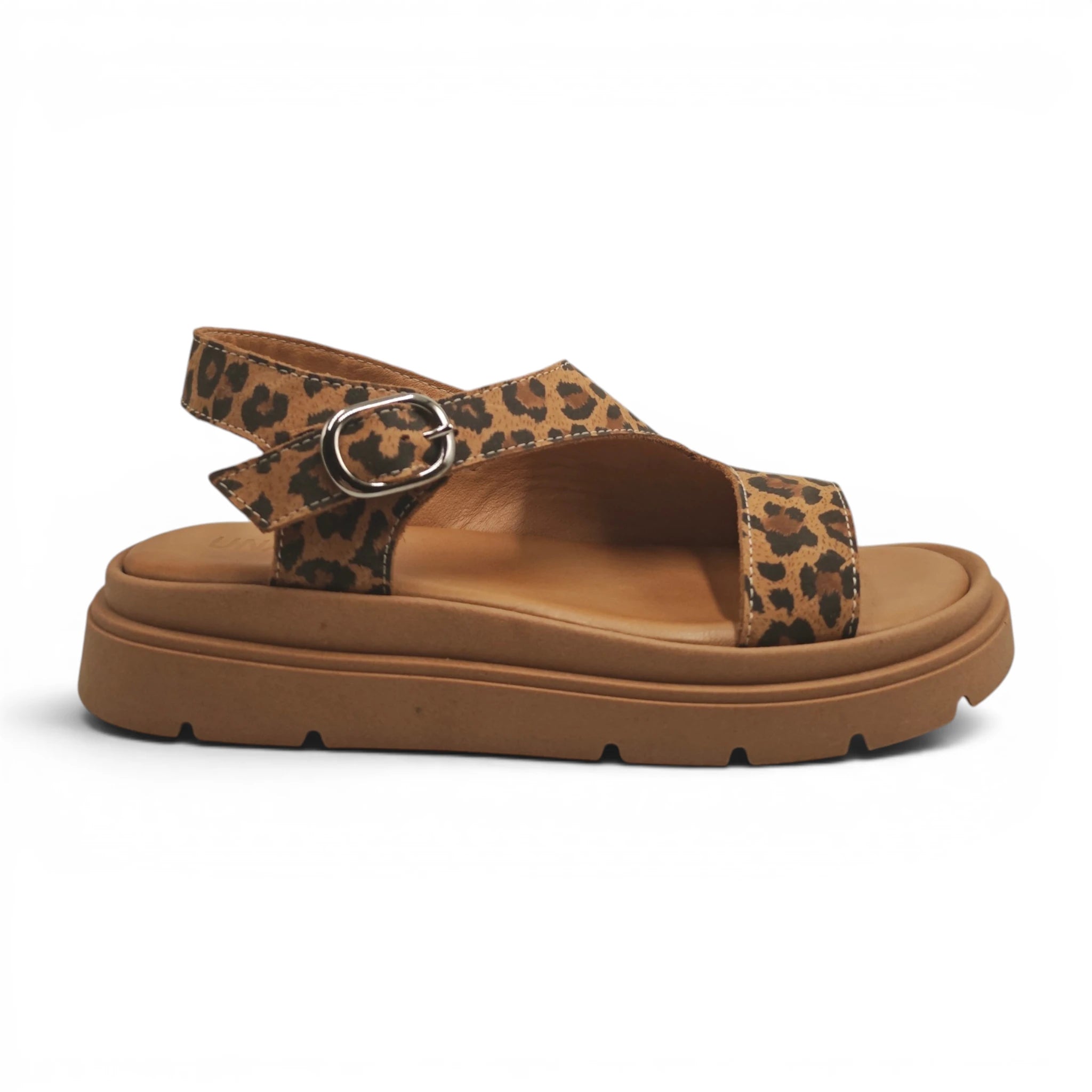 Una 7013611 leopard pogled desno