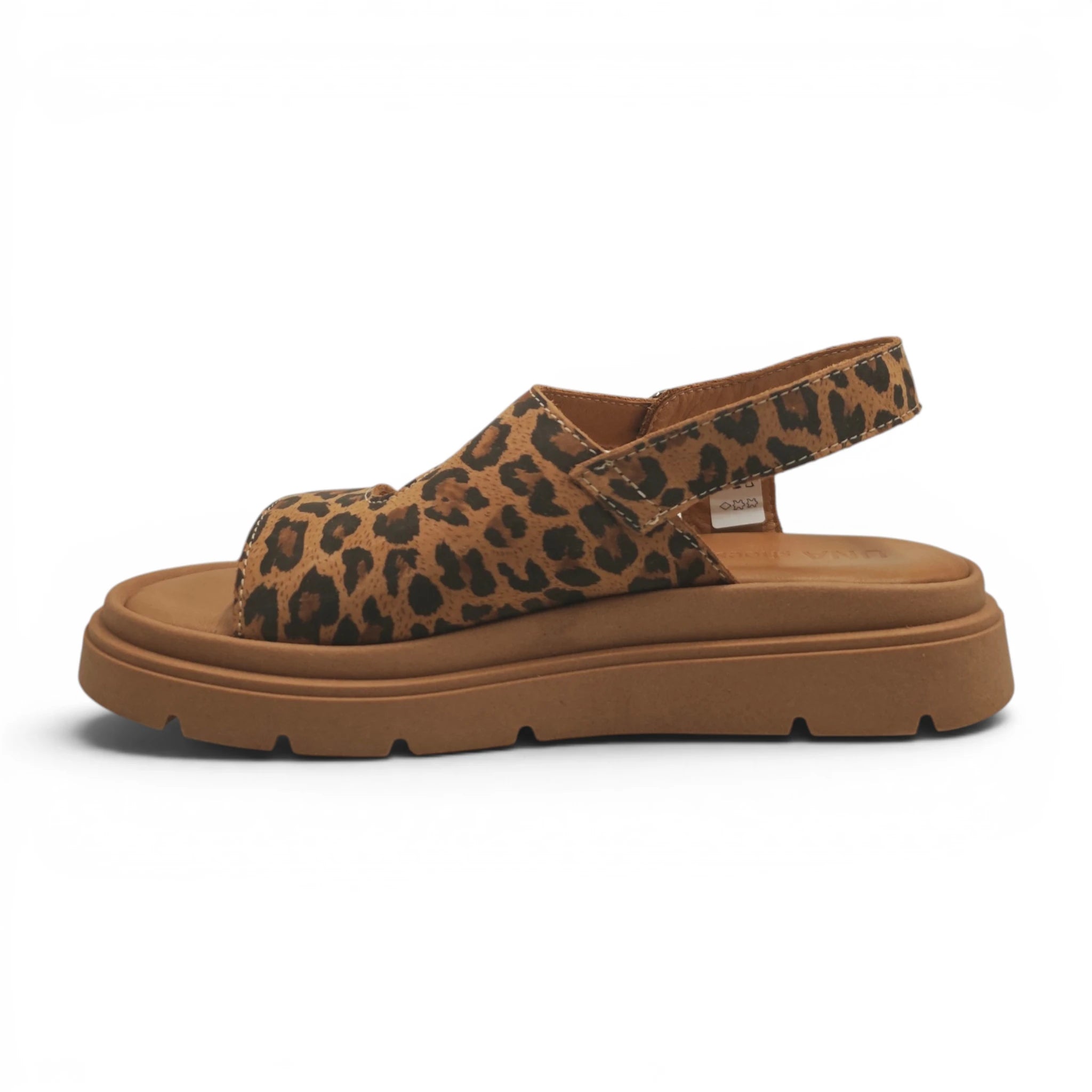 Una 7013611 leopard pogled levo